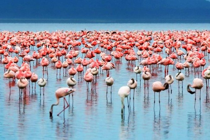 9-Days Best of Kenya Wildlife Private 4X4 Jeep Safari - Frequently Asked Questions