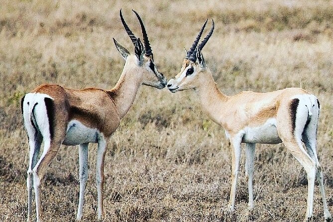 A Day Trip to Saadani National Park From Dar Es Salaam / Zanzibar - Flexibility and Personal Attention