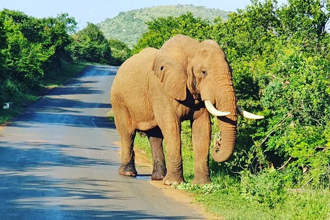 A Full Day Safari Tour to the Hluhluwe Imfolozi Big 5 Game Reserve - Frequently Asked Questions