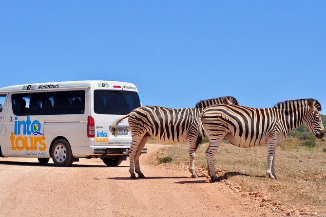 Addo Elephant Park All-Inclusive Day Safari From Port Elizabeth - Booking and Cancellation Policy