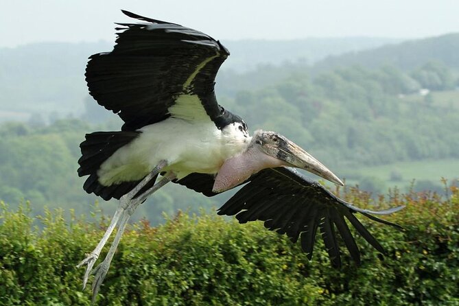 Admission Pass to Eagle Heights in Kent - Admission Pricing and Details