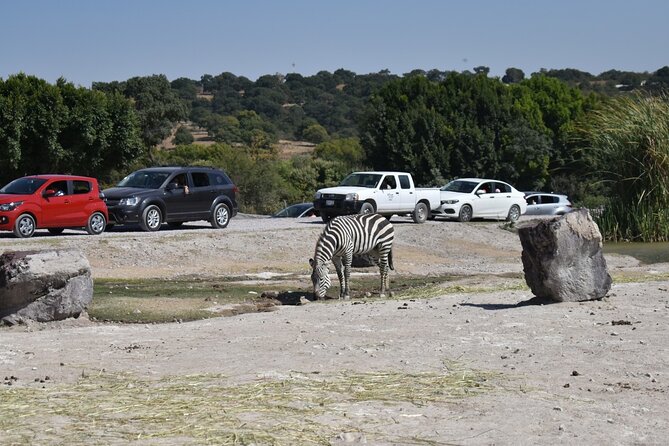 Africam Safari Experience (Private Tour) - Booking Details