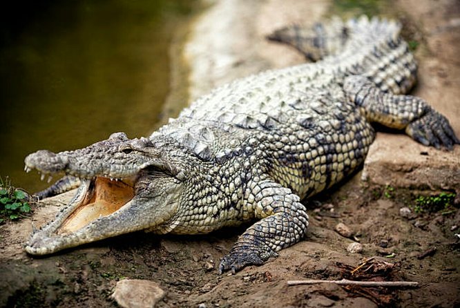 Agadir Crocoparc With Transfer & Admission Ticket - Highlights of the Adventure