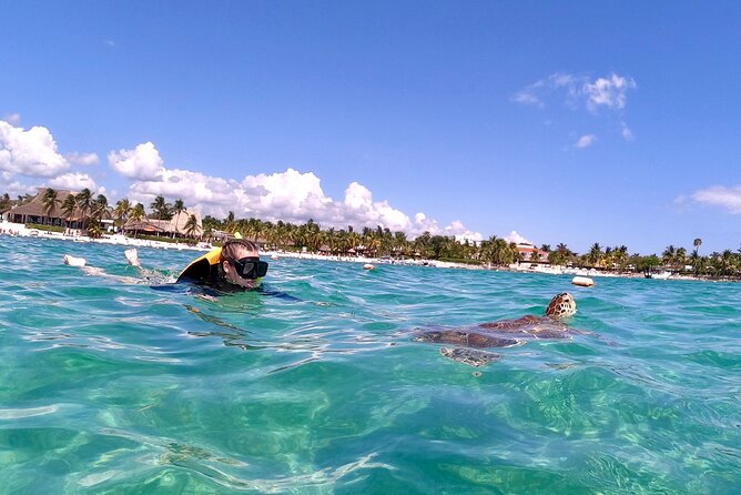 Akumal; Snorkeling and Photos With Turtles - Price and Badge