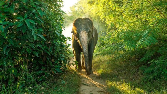 All-Inclusive Morning Game Drive at Bundala National Park - Accessibility