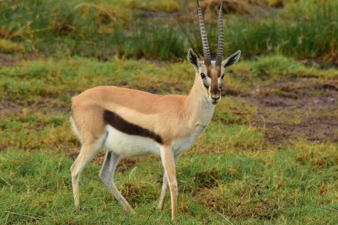 Amazing 4 Days Tanzania Budget Camping Group Joining Safari - Tips for Travelers