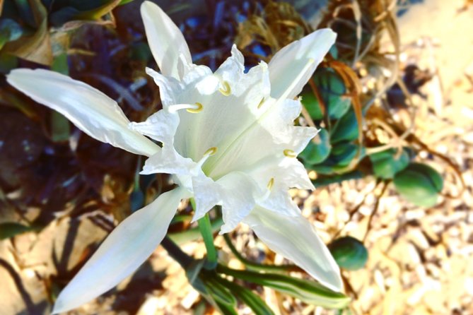 Amazing Beach Hike Tour in Paros With a Local - The Sum Up