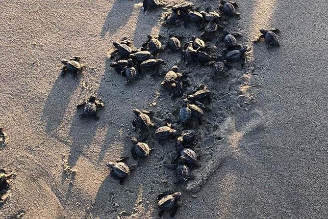 Amazing Turtle Release Tour - Frequently Asked Questions