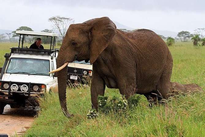 Amboseli National Park Full Day Guided Tour - Frequently Asked Questions