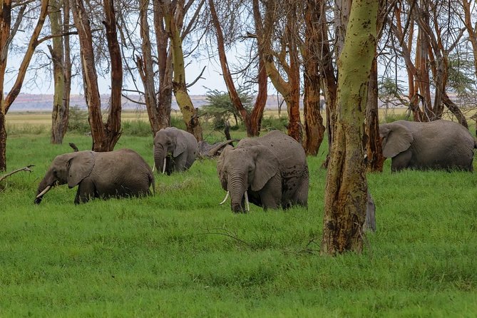 Amboseli Park & Kilimanjaro Views Day Tour - Frequently Asked Questions