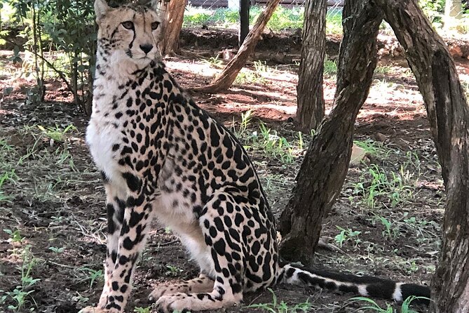 Ann Van Dyk Cheetah Centre Half-Day Tour From Johannesburg - Frequently Asked Questions