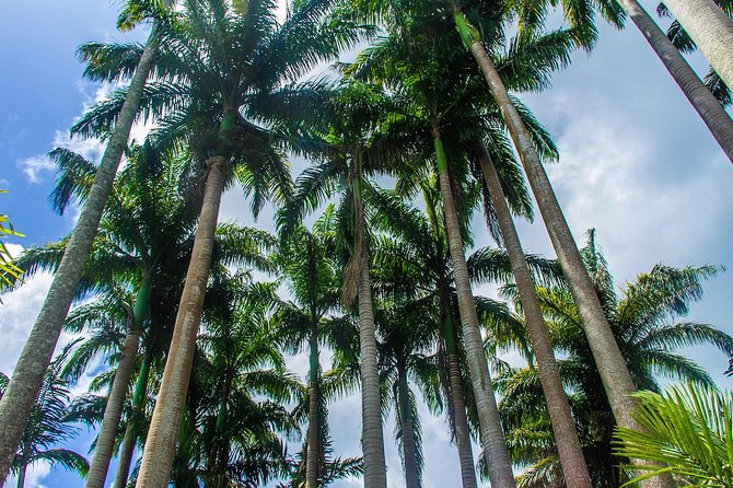 Barbados Botanical Tour - Discovering Tropical Wonders