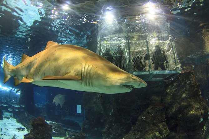 Barcelona City Tour Hop-On Hop-Off and Aquarium - Accessibility and Policies