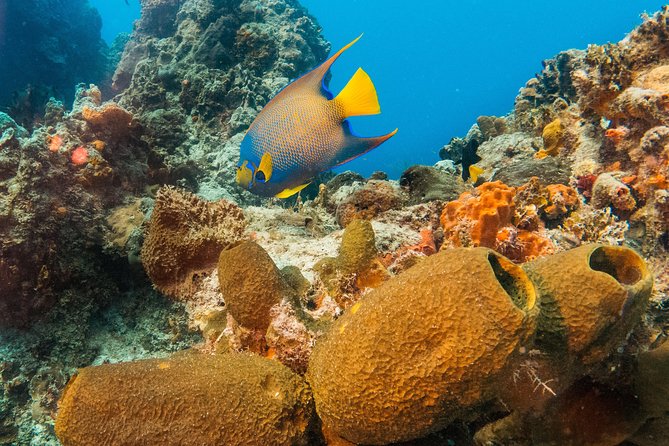 Basic Diver - Baptism - Additional Information