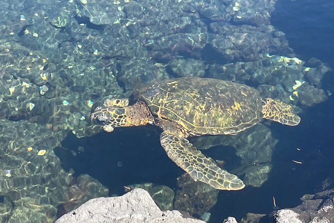 Beach Snorkel - Sea Turtle and Black Sand Lagoon - Alternative Snorkeling Locations to Explore