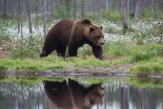 Bear Photography on Summer - Reviews and Ratings
