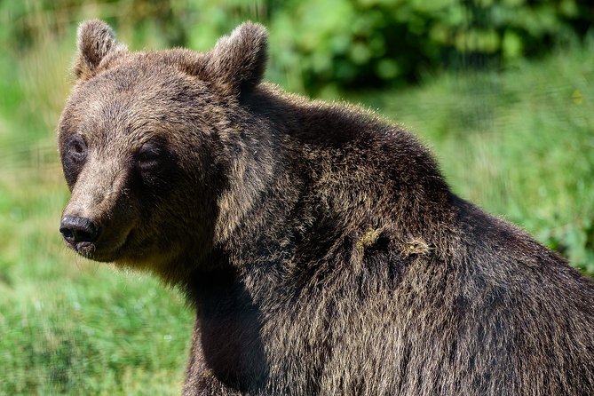 Bears Sanctuary & Dracula Castle - Tickets Included - Dracula Castle