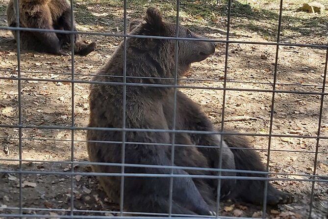 Bears Sanctuary Zarnesti, Bran Castle, Moieciu Village, Rasnov Fortress - Moieciu Village and Rasnov Fortress