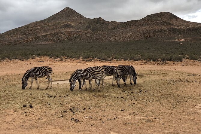 Big 5 Aquila Safari Half Day Tour and Wine Tasting - Preparing for the Safari