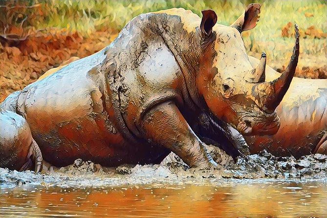 Big 5 Safari Experience at Pilanesberg National Park - Exploring the Diverse Ecosystem