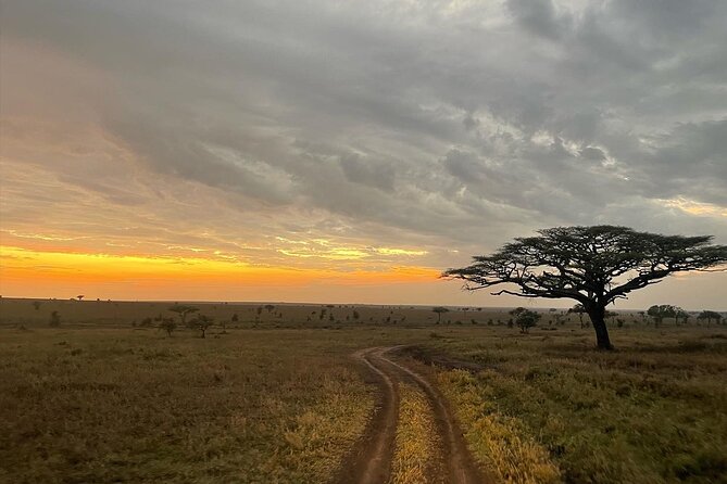 Big Five Dream Safari - What to Expect on Safari