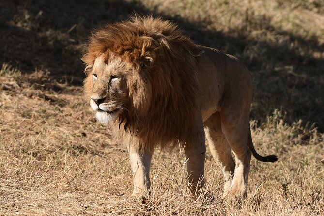 Big Five Luxury 7 Days Safari Tour in Arusha - Tips for a Great Experience