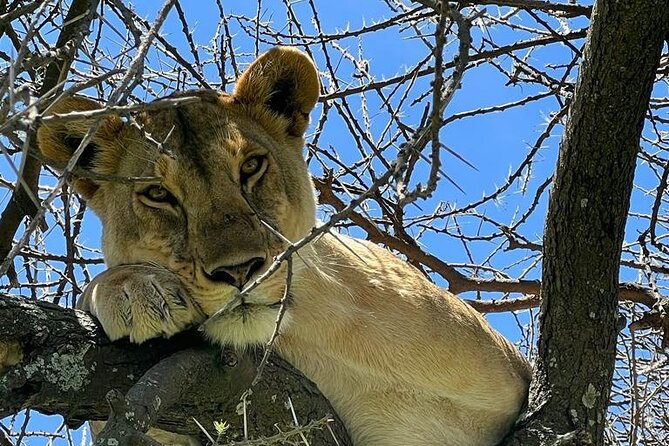 Big Five Luxury Safari in Tanzania - Pricing and Payment Options