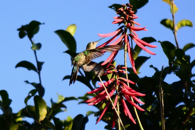 Bird Watching in Sian Ka'an and Muyil Archaeological Site - What to Expect on the Tour
