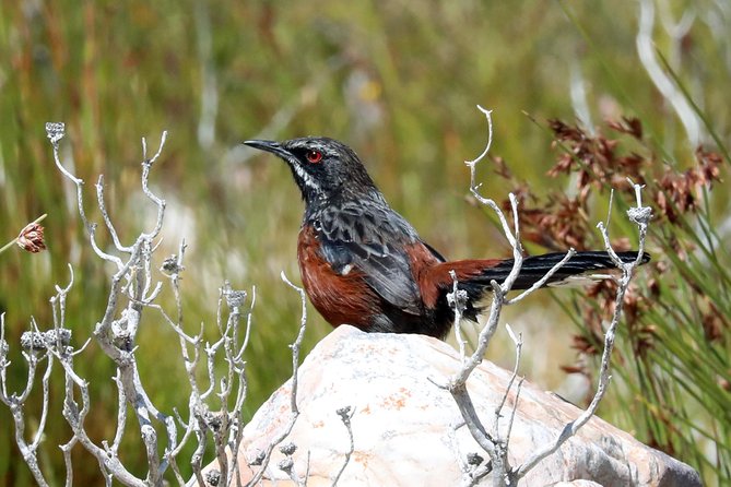 Birdwatching in Cape Town - Reviews From Previous Participants