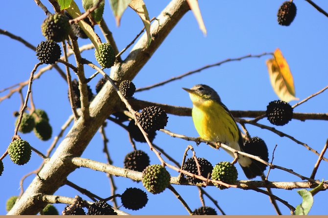 Birdwatching in Coba From Tulum - Frequently Asked Questions