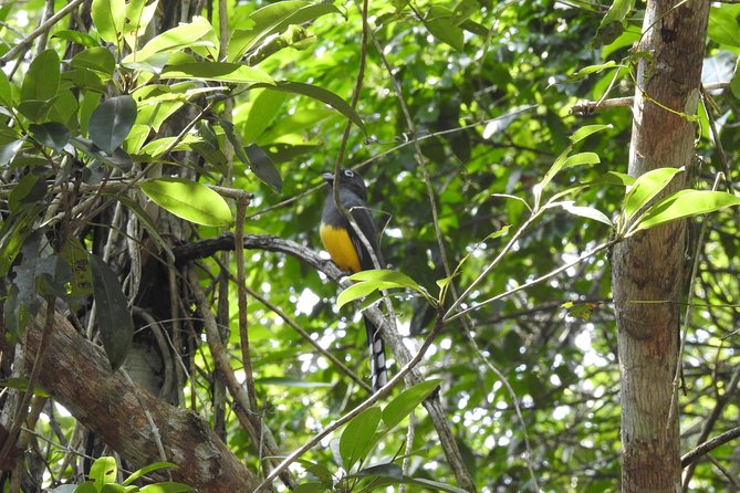 Birdwatching Playa Del Carmen - Frequently Asked Questions