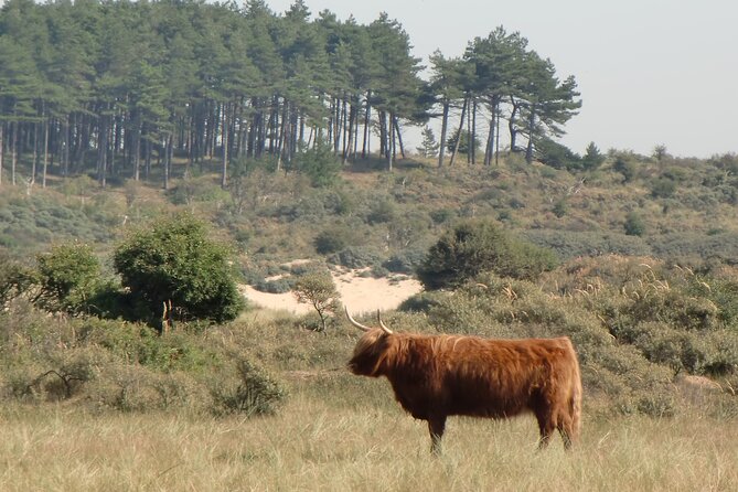 Bloemendaal Highlights: Guided Bike Tour Close to Amsterdam - The Sum Up