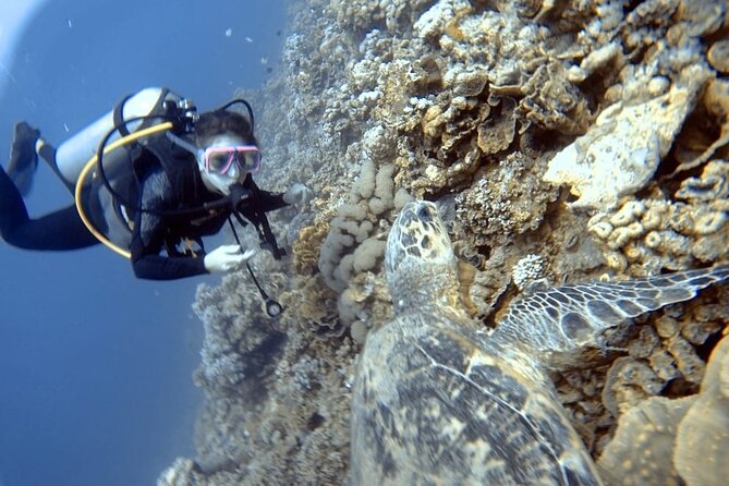 Boat Dive 2 Guided Dives With Lunch Included Wreck Dive&Reef Dive - Booking Information