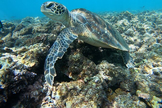 Boat Trip and Snorkeling at Daymaniyat Island - Snorkeling Experience