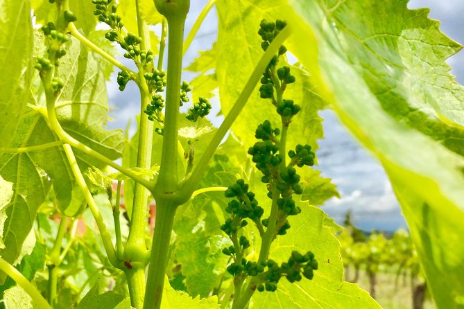 Brusca Wine Tour .f - Exploring Montepulciano