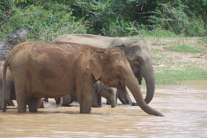Bundala Birds Safari by Jeeps - Tips for a Successful Safari