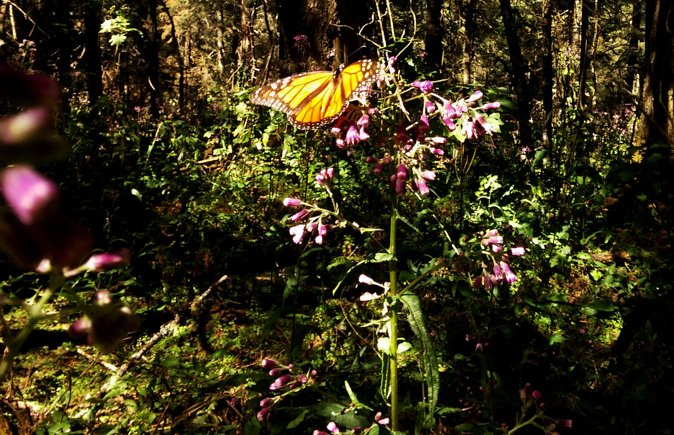Butterfly Monarch Tour From Mexico City - Supporting Local Tourism
