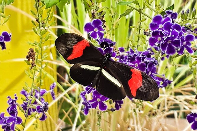 Butterfly Sanctuary Guided Tour in Puerto Vallarta - Reviews and Recommendations