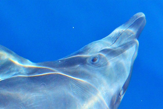 Cabo Private Whale Watching Tour - Incl FREE Photos & Whale Sightings Guarantee - Cabo San Lucas Location