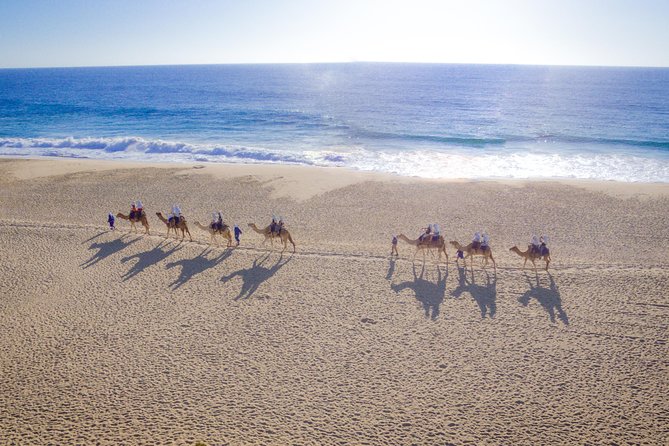 Cabo San Lucas Camel Ride With Mexican Buffet and Tequila Tasting - Important Considerations