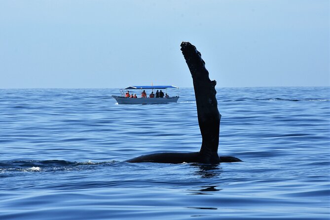 Cabo San Lucas Whale Watching Tour With Photos Included - Professional Photos Included