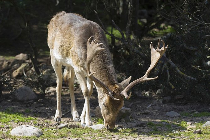 Cagliari: Is Cannoneris Nature Reserve Jeep and Walking Private Tour From Chia - Sum Up
