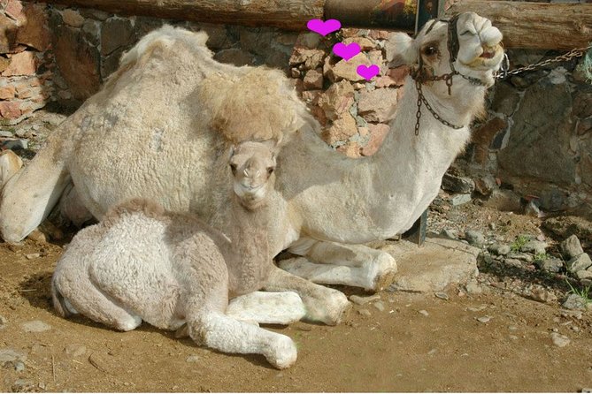 Camel Ride in Fataga With Tapas and Drinks - Meeting Point and Pickup Location