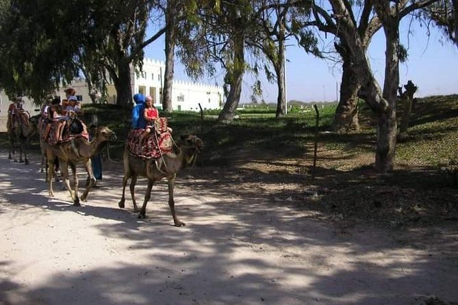 Camel Riding - Customer Experiences and Reviews