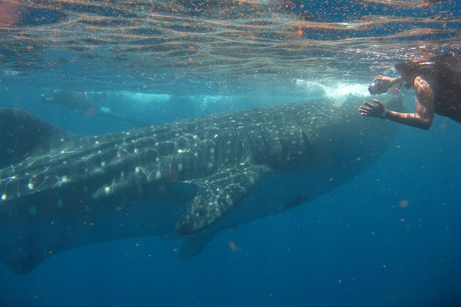 Cancun Whale Shark Tour With Transportation - Frequently Asked Questions