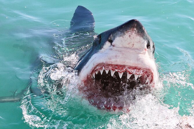 Cape Town: Shark Cage Diving & Penguins Tour to Gansbaai With Private Transfers - Frequently Asked Questions