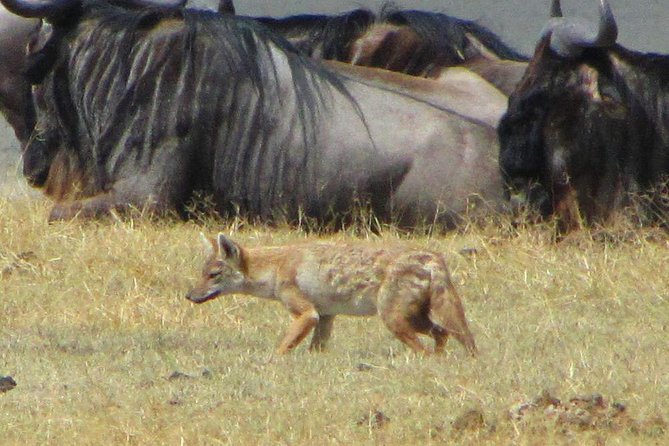 Cape Town - The Best of Aquila Safari Tour - Frequently Asked Questions