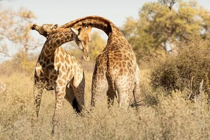 Chobe Day Trip - Frequently Asked Questions