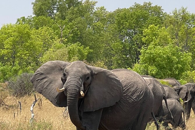 Chobe Extended Day Trip From Victoria Falls - Small Group - Customer Feedback and Host Response