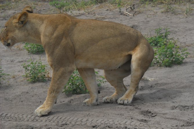 Chobe Full Day Safari Trip - Nearby Attractions and Activities